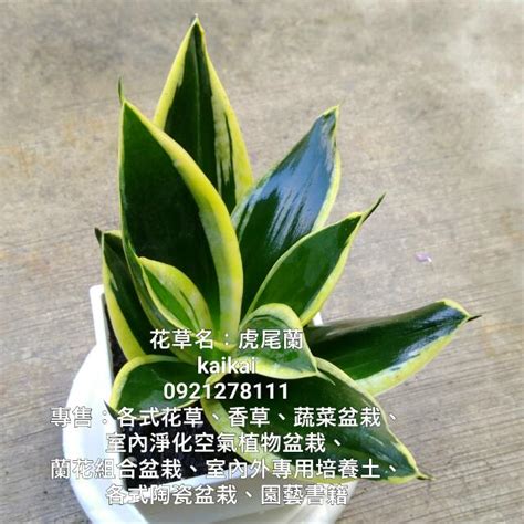 虎尾蘭 二氧化碳